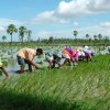 India Rice Project