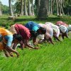 India Rice Project