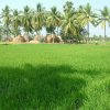 India Rice Project